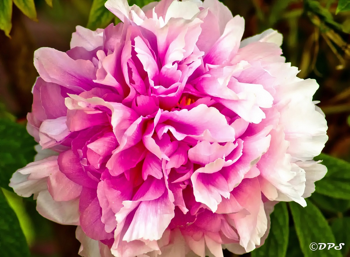 Peony