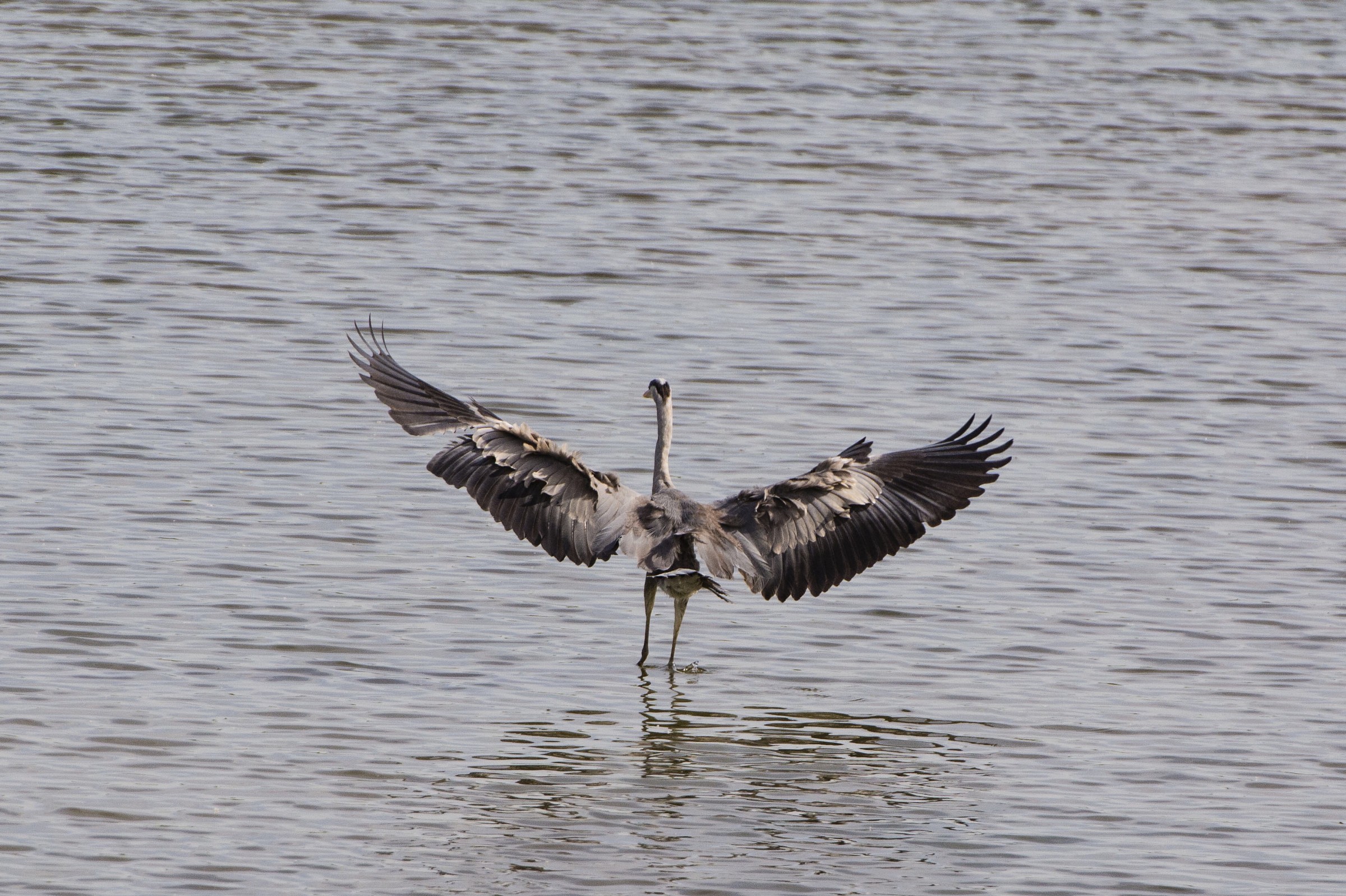 Director of orchestra