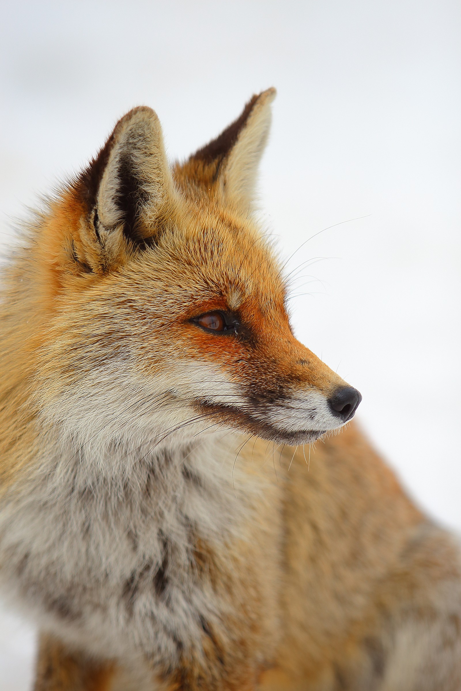 L'eleganza della volpe