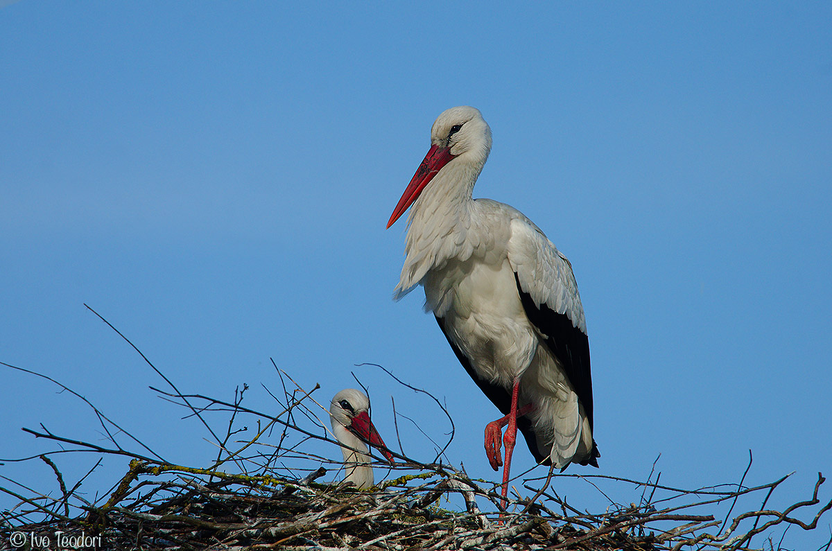 Storks in hatching.