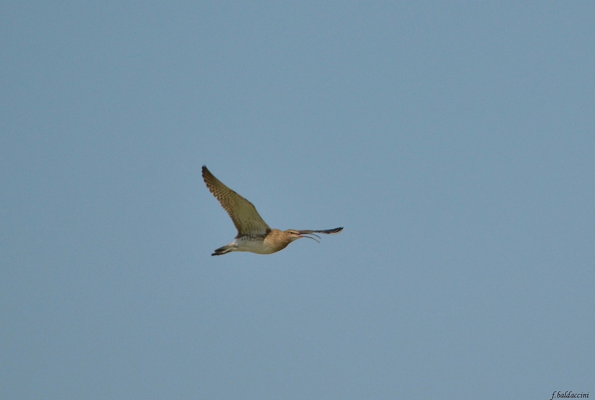 curlew