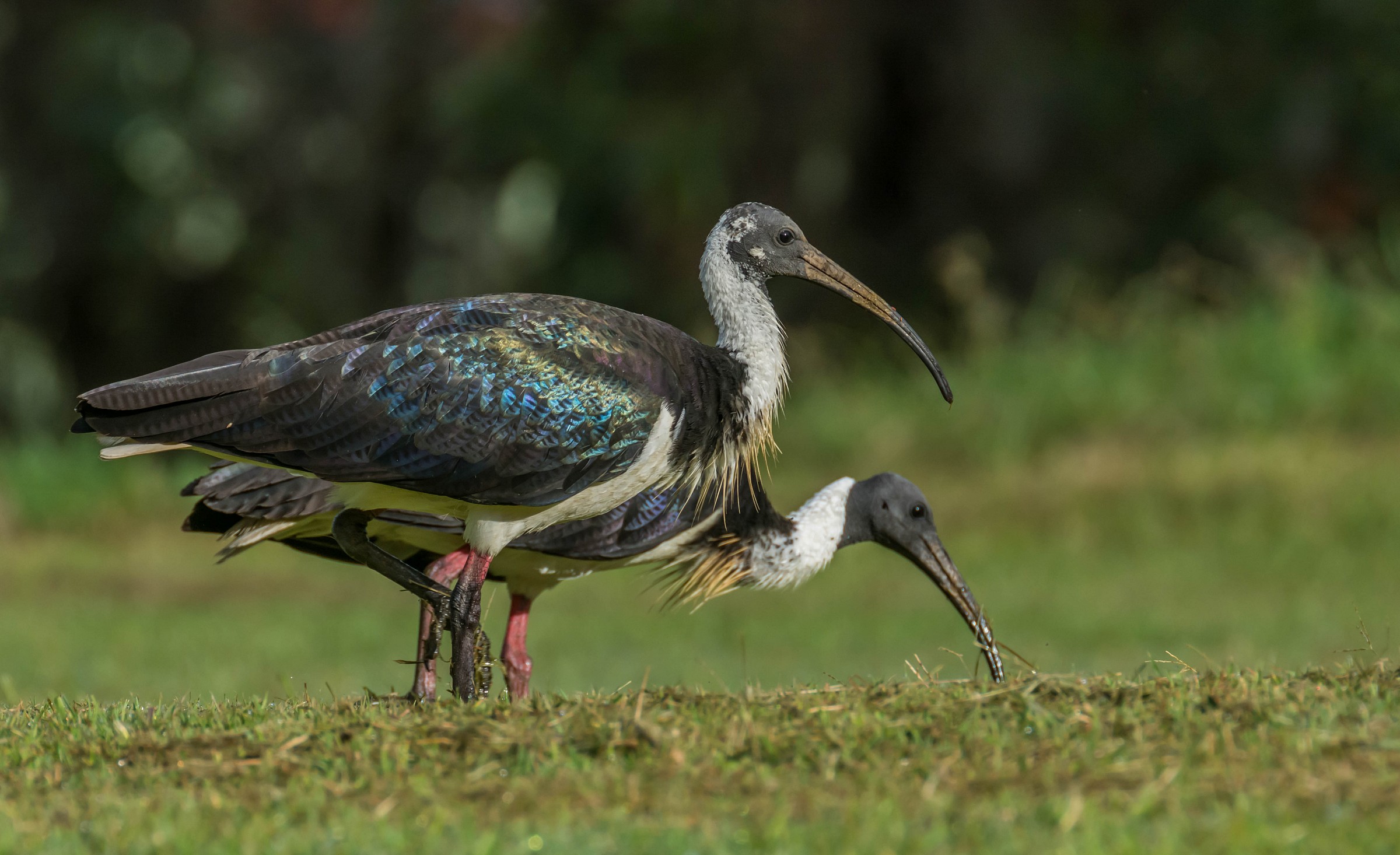 Straw-necked Ibis