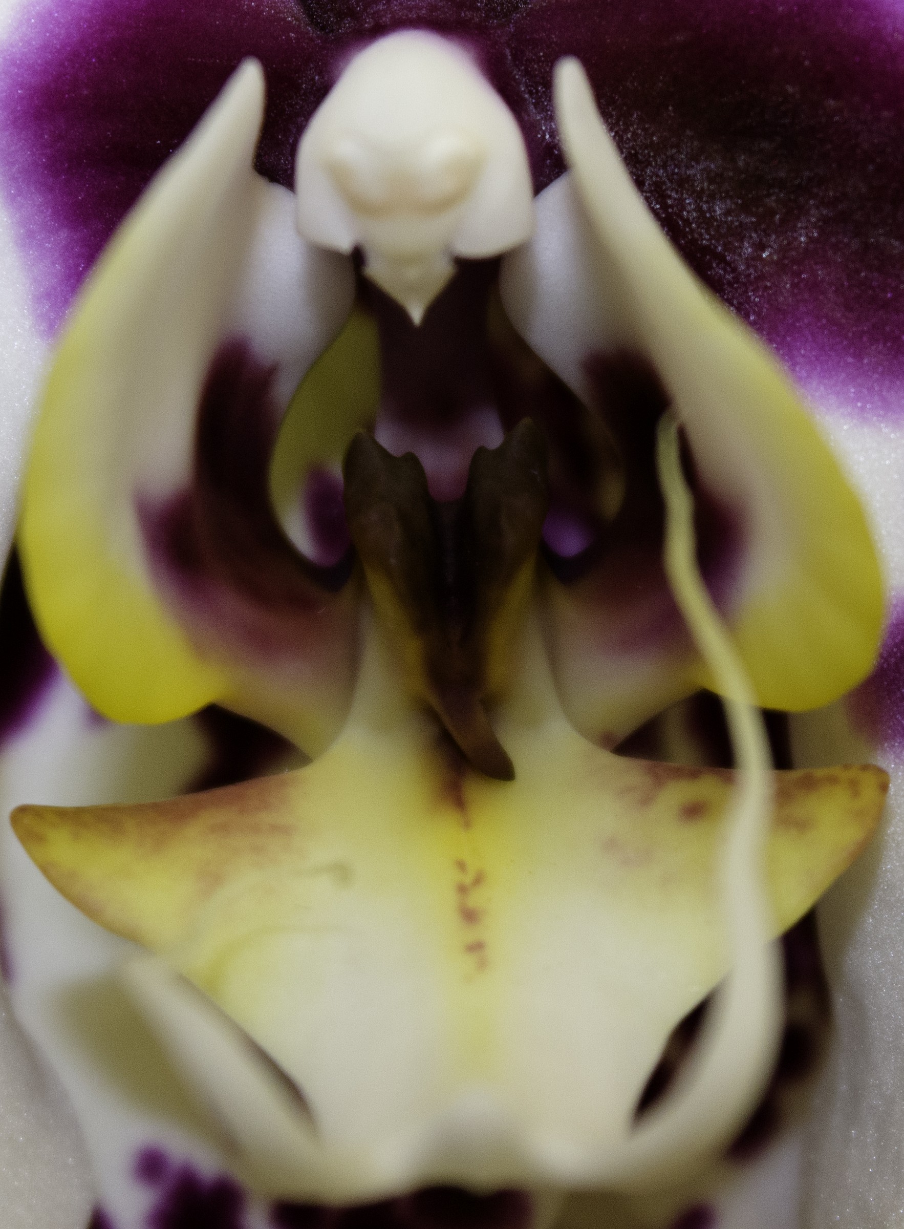 Orchidea
