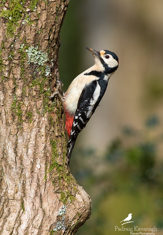 Great Spotted Woodpecker