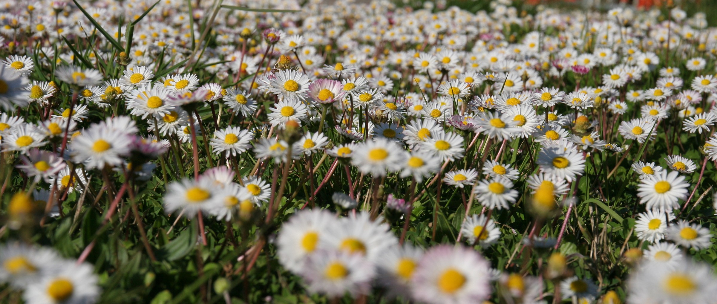 un tappeto profumato