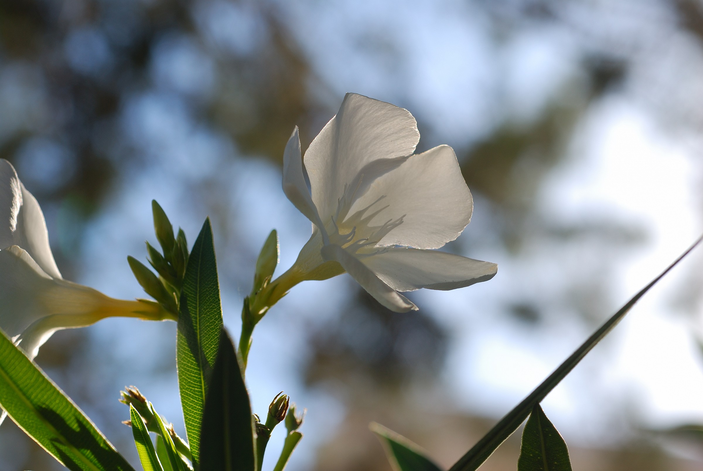 flower backlit