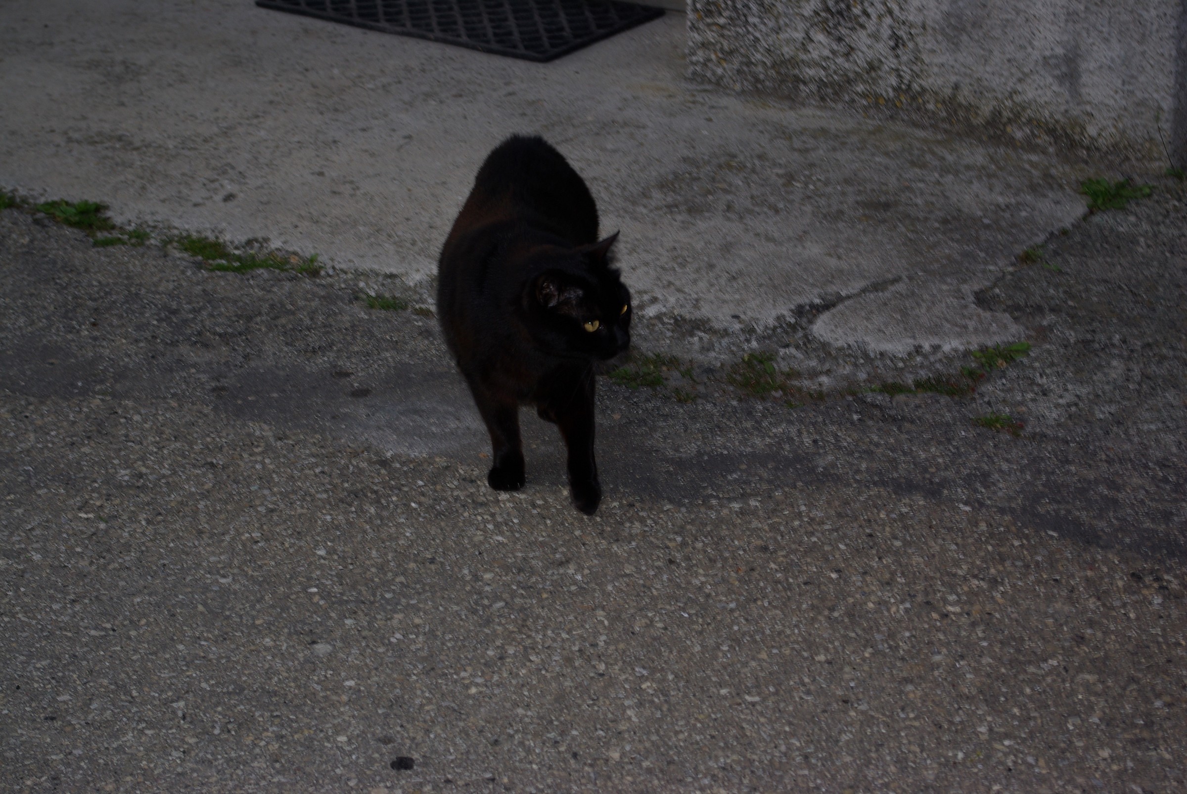 Merlino in attesa della sua compagna.