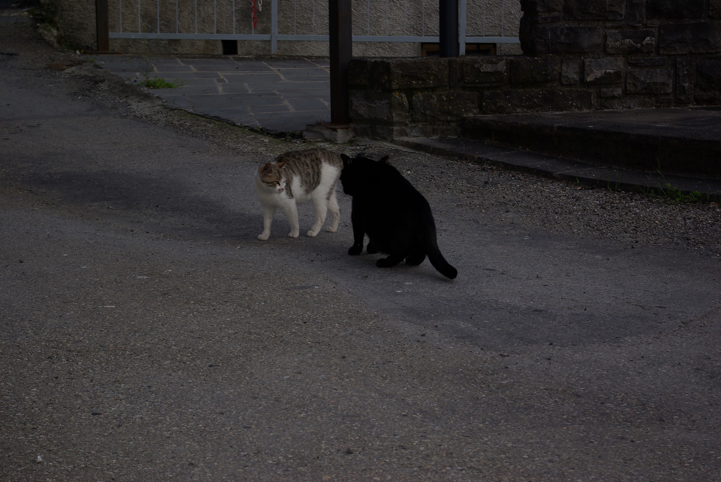 Merlino e la compagna.