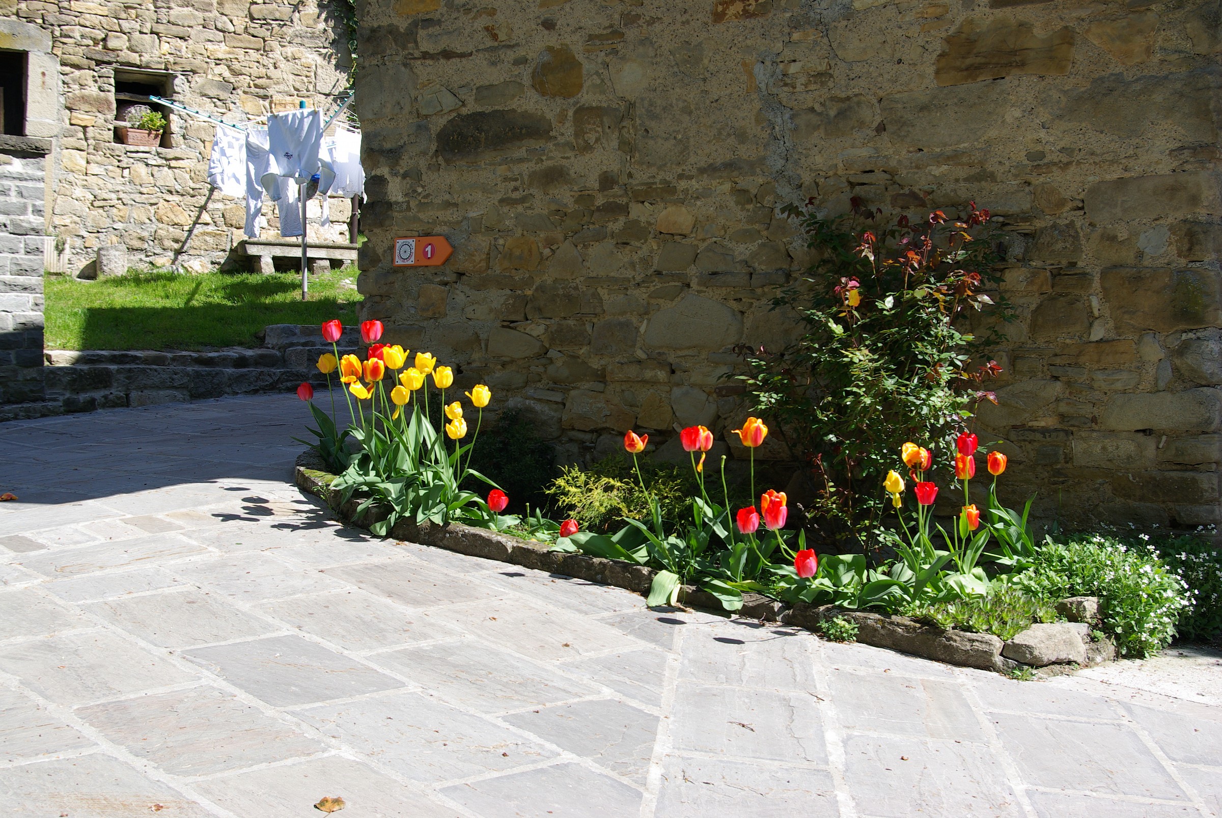 Cassio(PR):fioritura sulla via francigena.