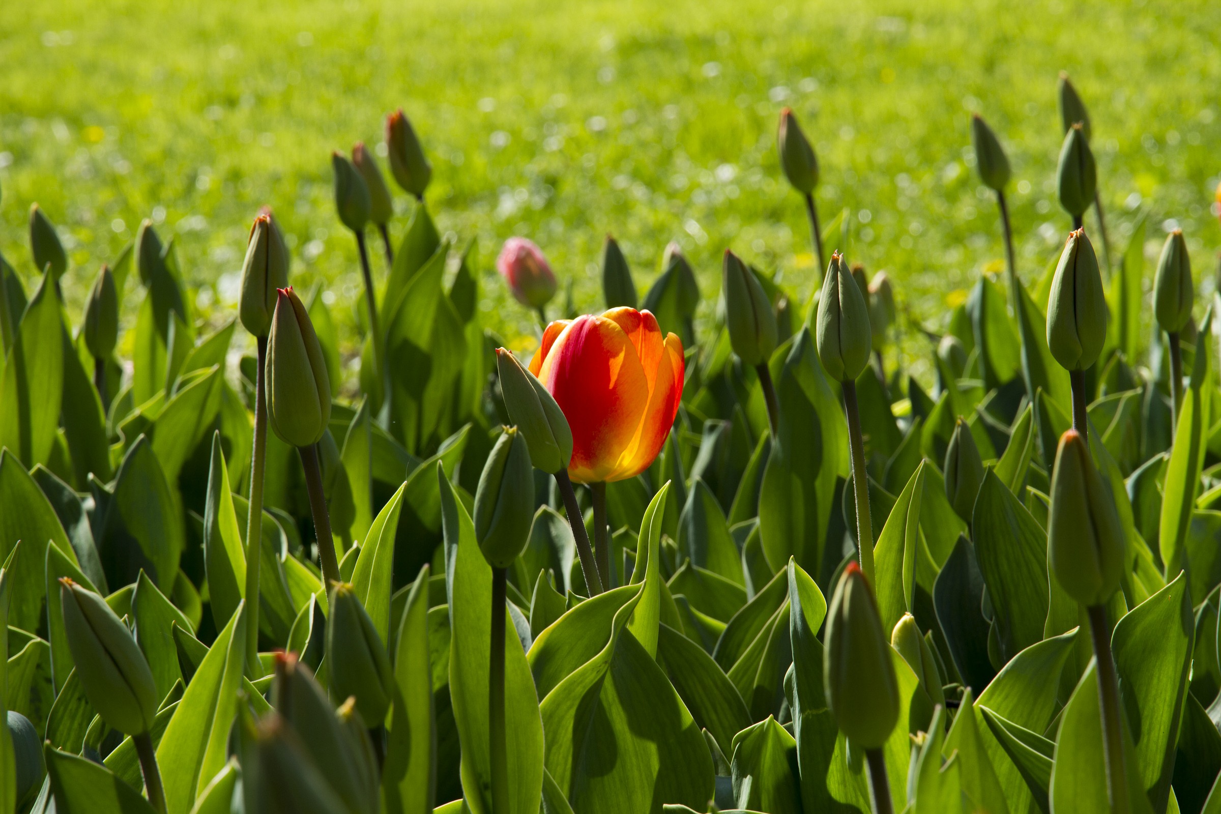 Red tulip