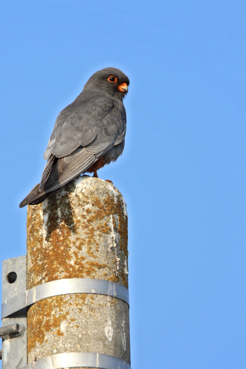 Falco cuculo maschio