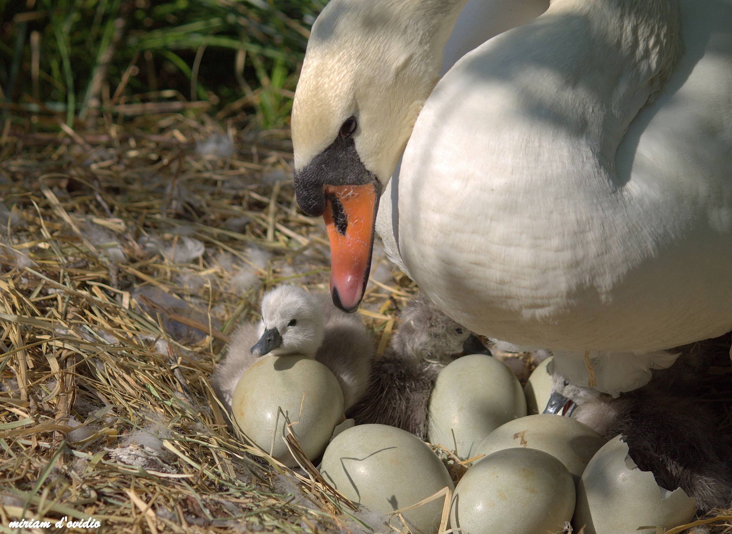 qualcuno di nuovo arriva