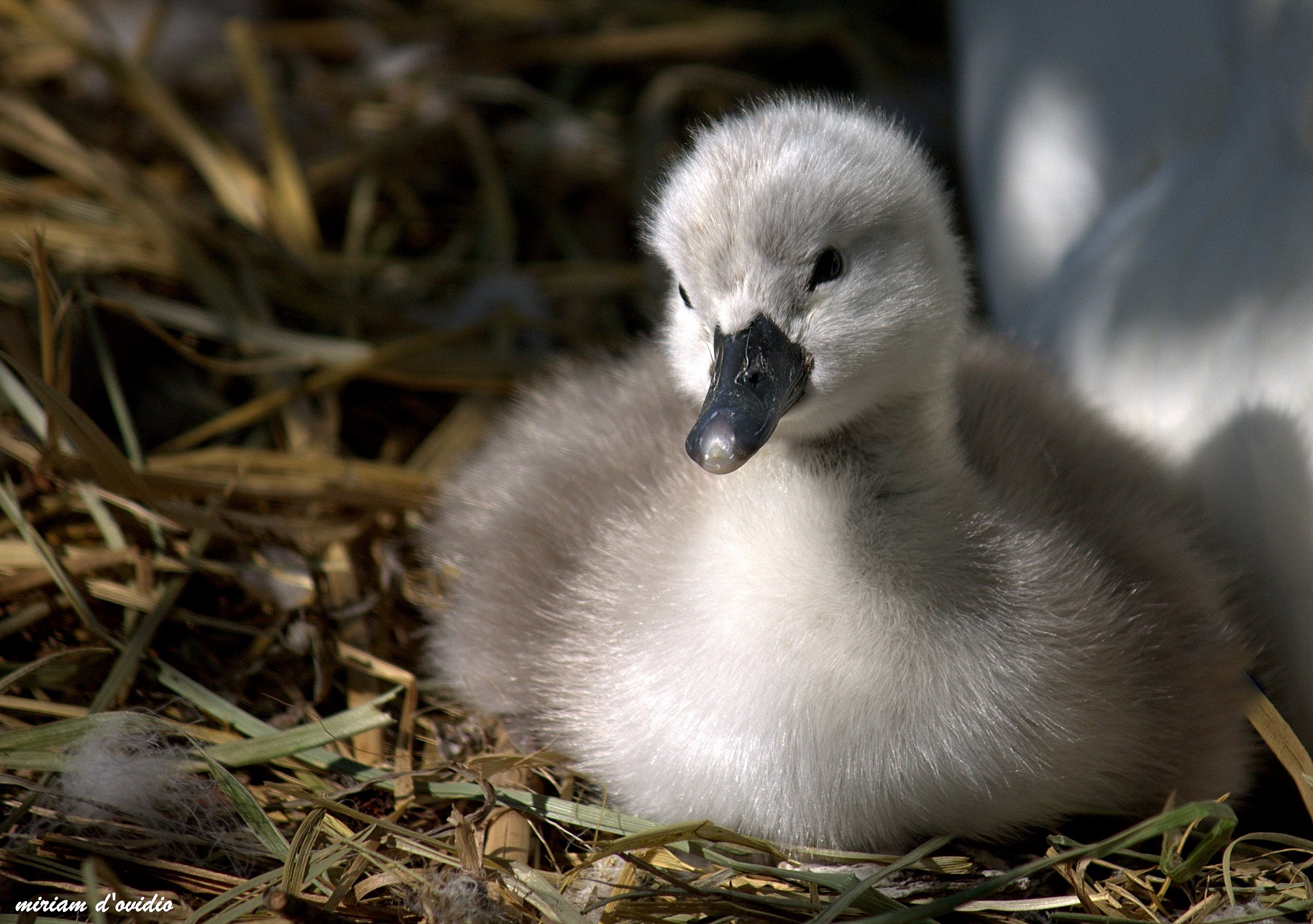 la bellezza a poche ore dalla schiusa