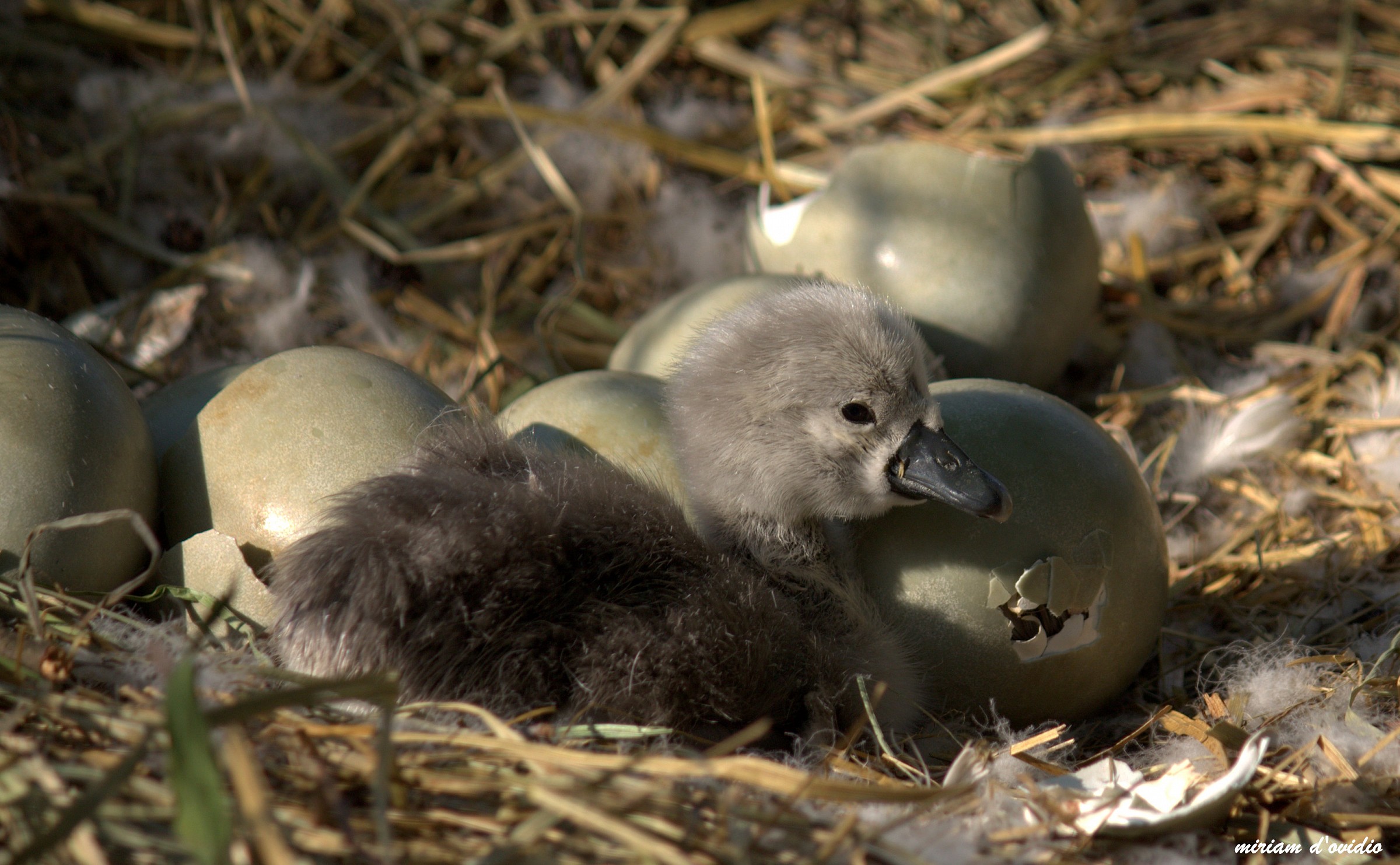 sono l'ultimo solo per ora