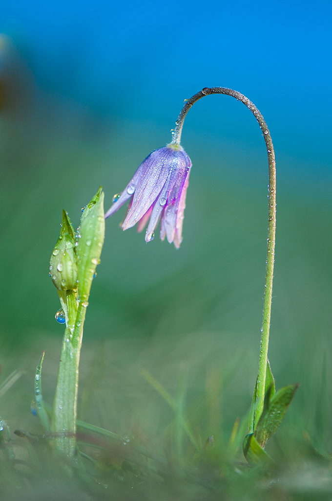 Ophrys S. VS Anemone