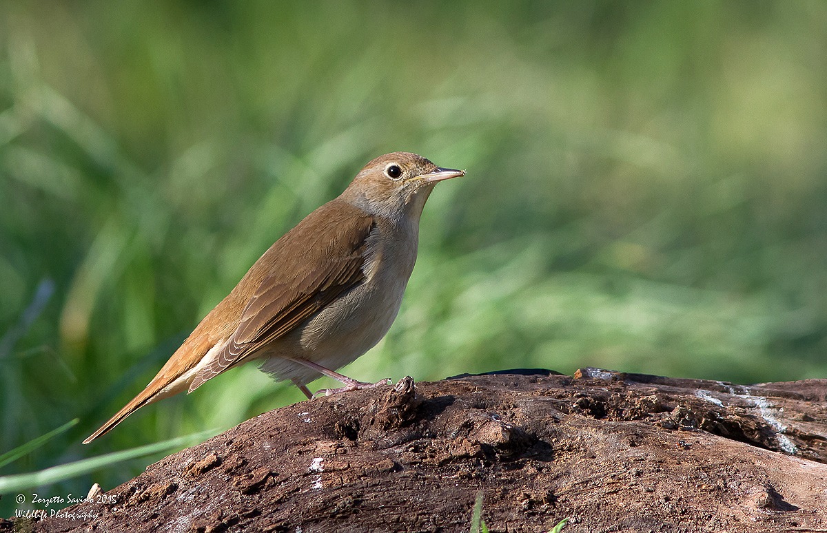 usignolo   allo scoperto