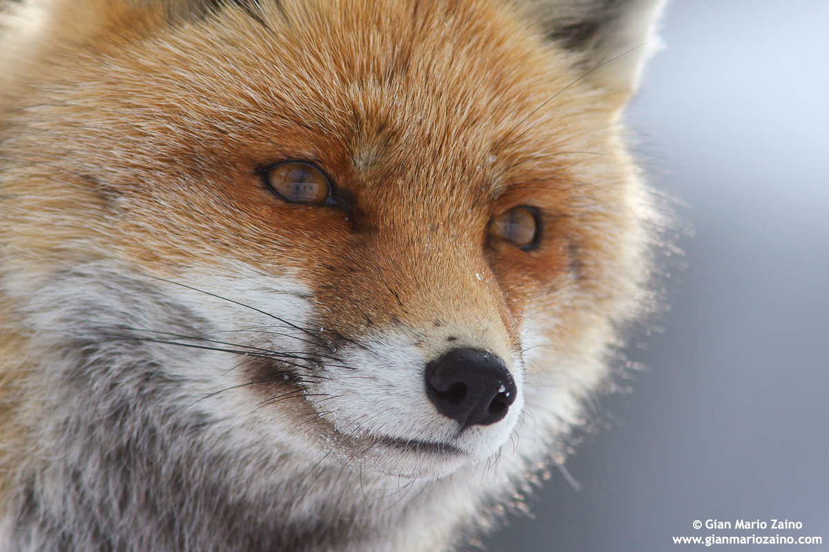 Italy, Nat Park. Gran Paradiso - Snow Queen 02 (2010)
