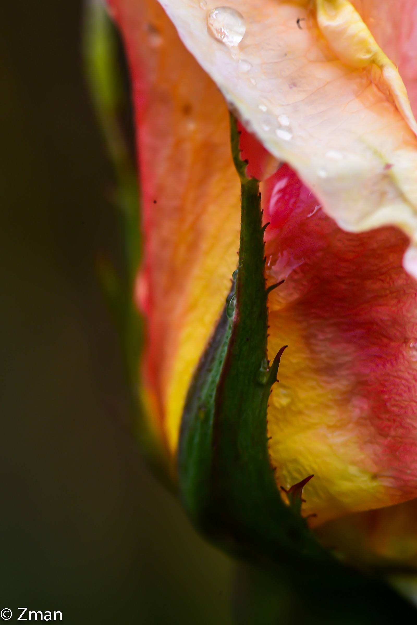 Detais of a rose