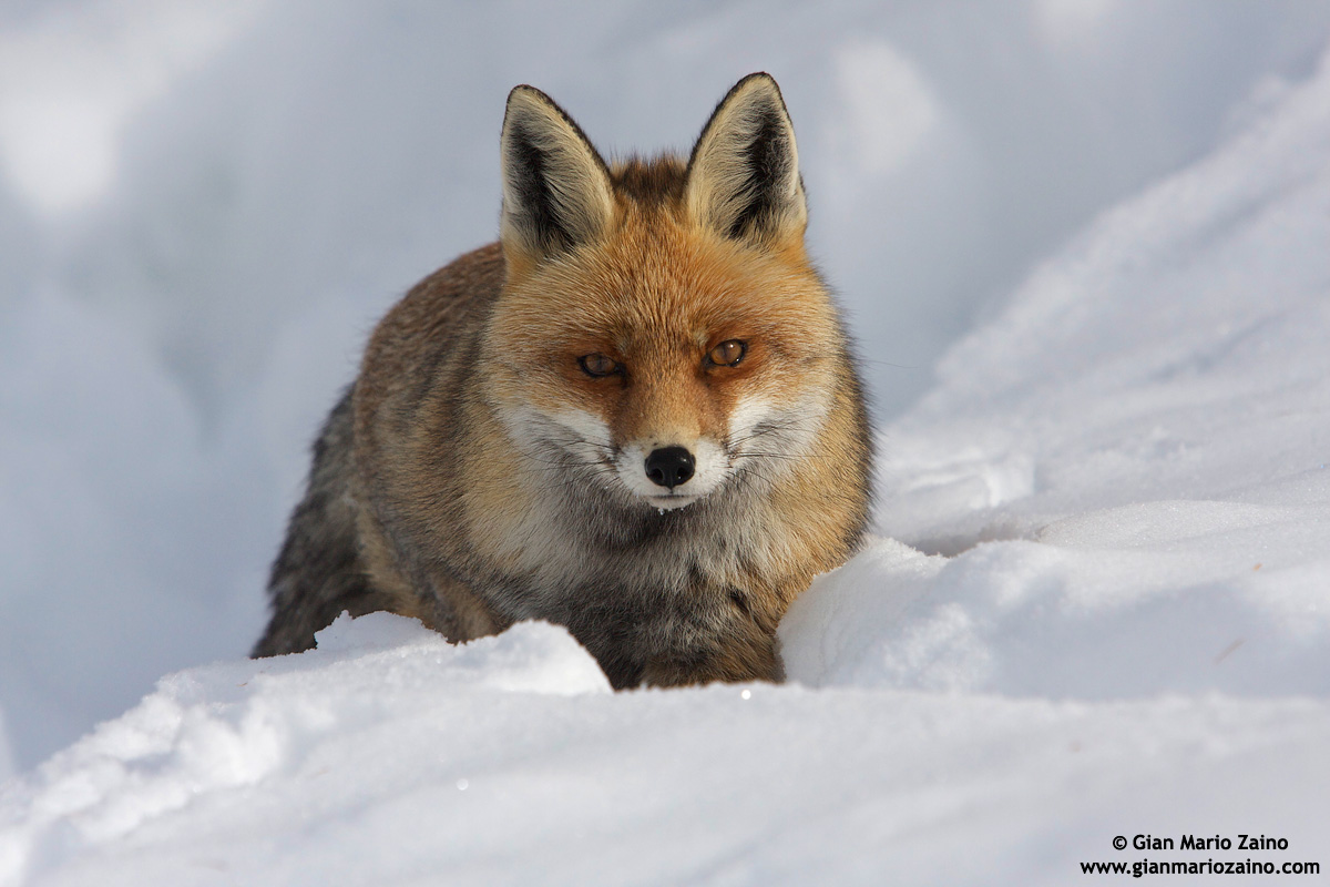 Italy, Nat Park. Gran Paradiso - Snow Queen 03 (2010)