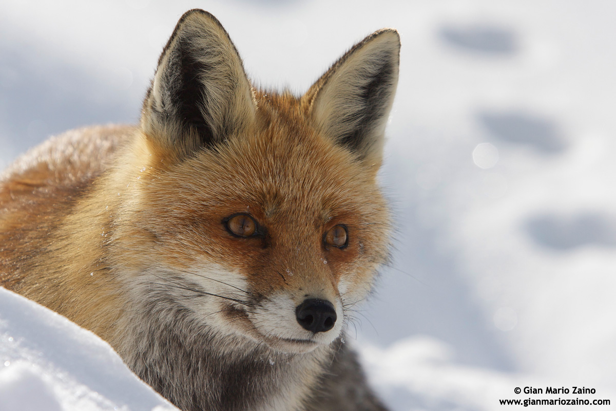 Vulpes vulpes / Volpe / Red fox / Renard roux