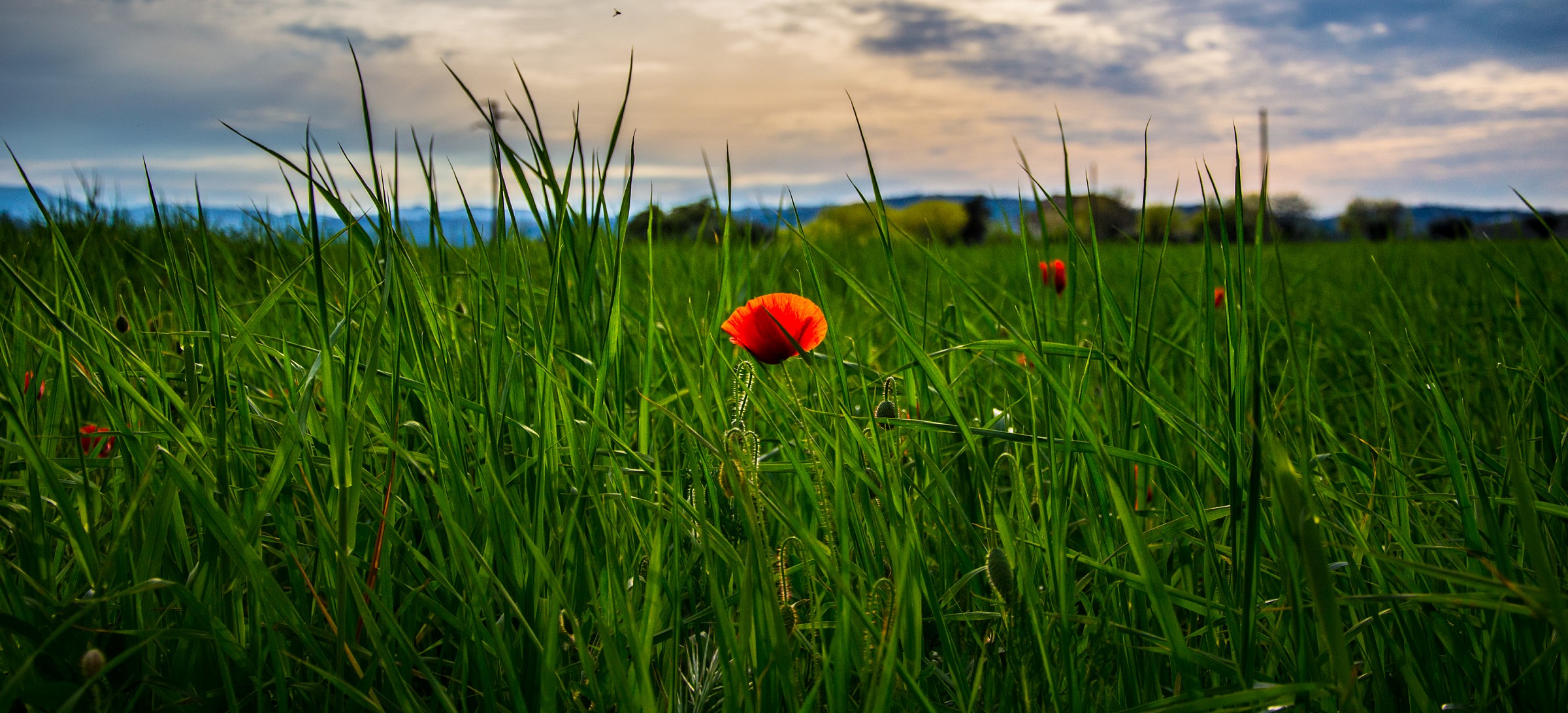 The air of poppies