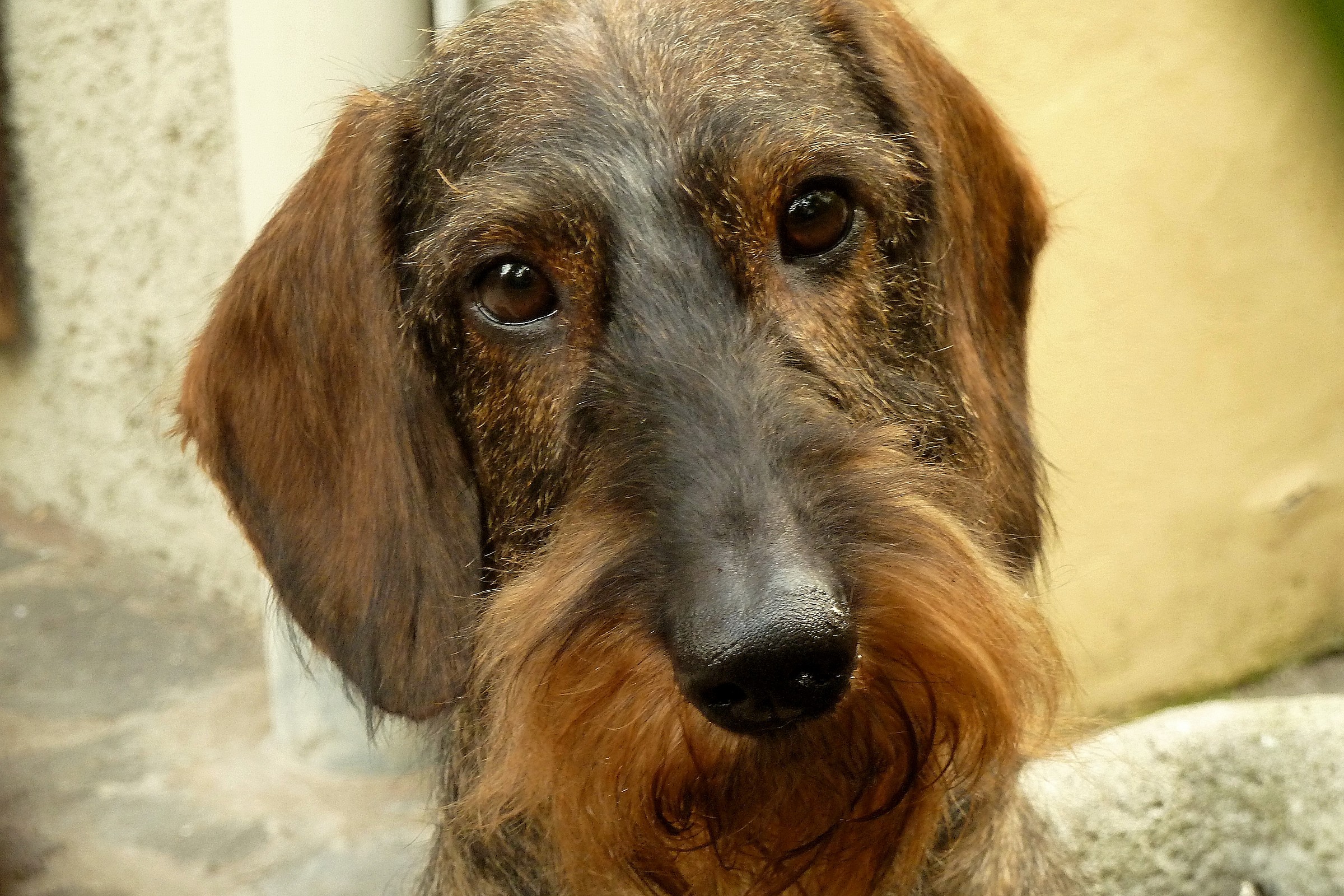 The neighbor, true gentle..dog