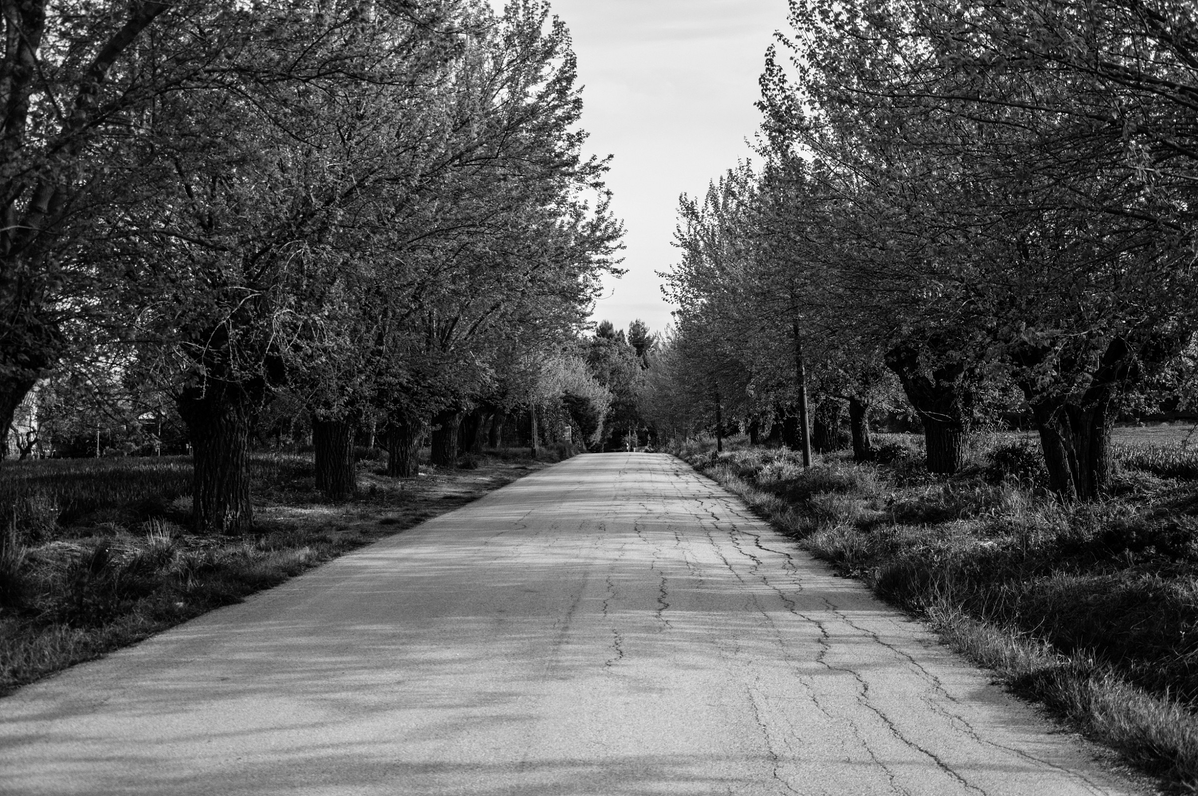 Walking in the green