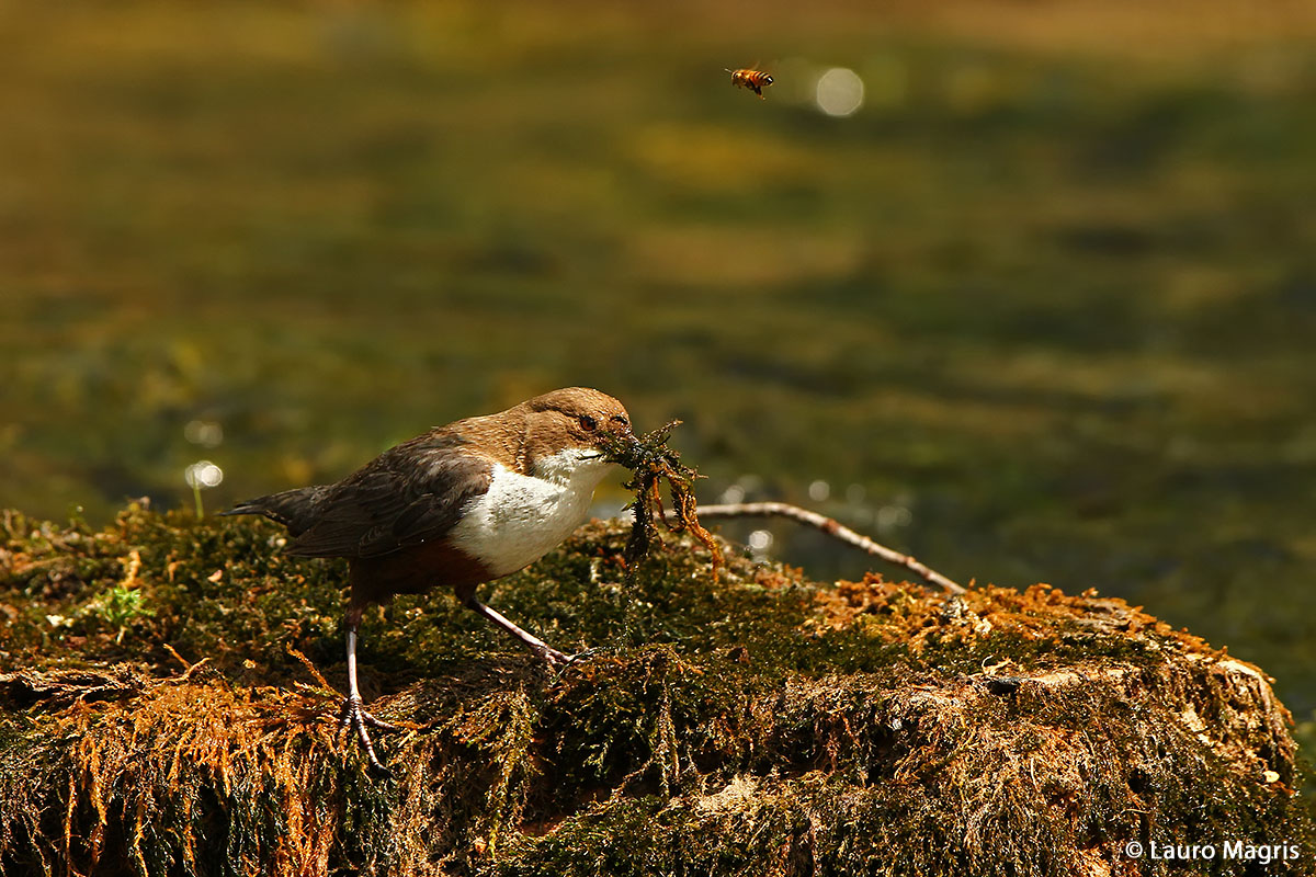 The blackbird and the bee