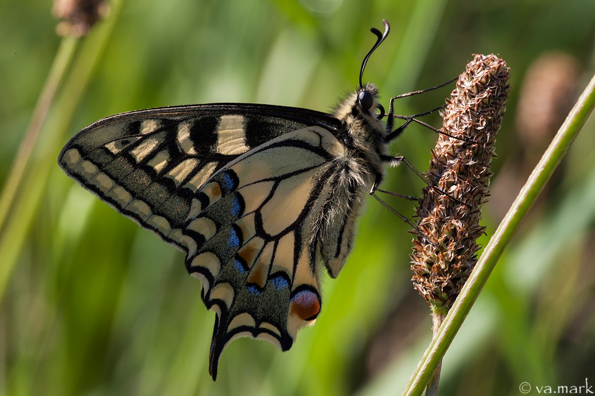 Papilio machaon
