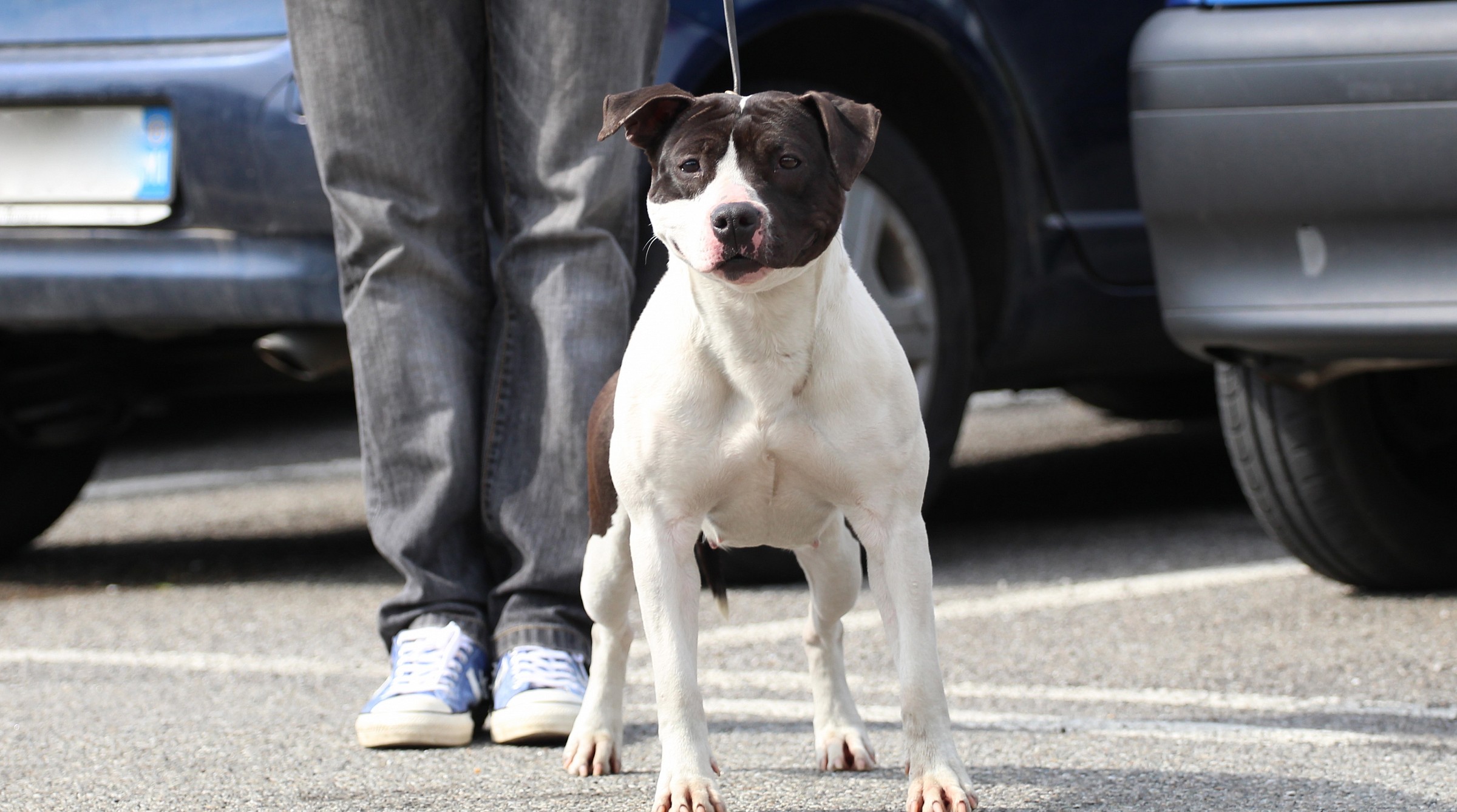 Ginger sunday morning