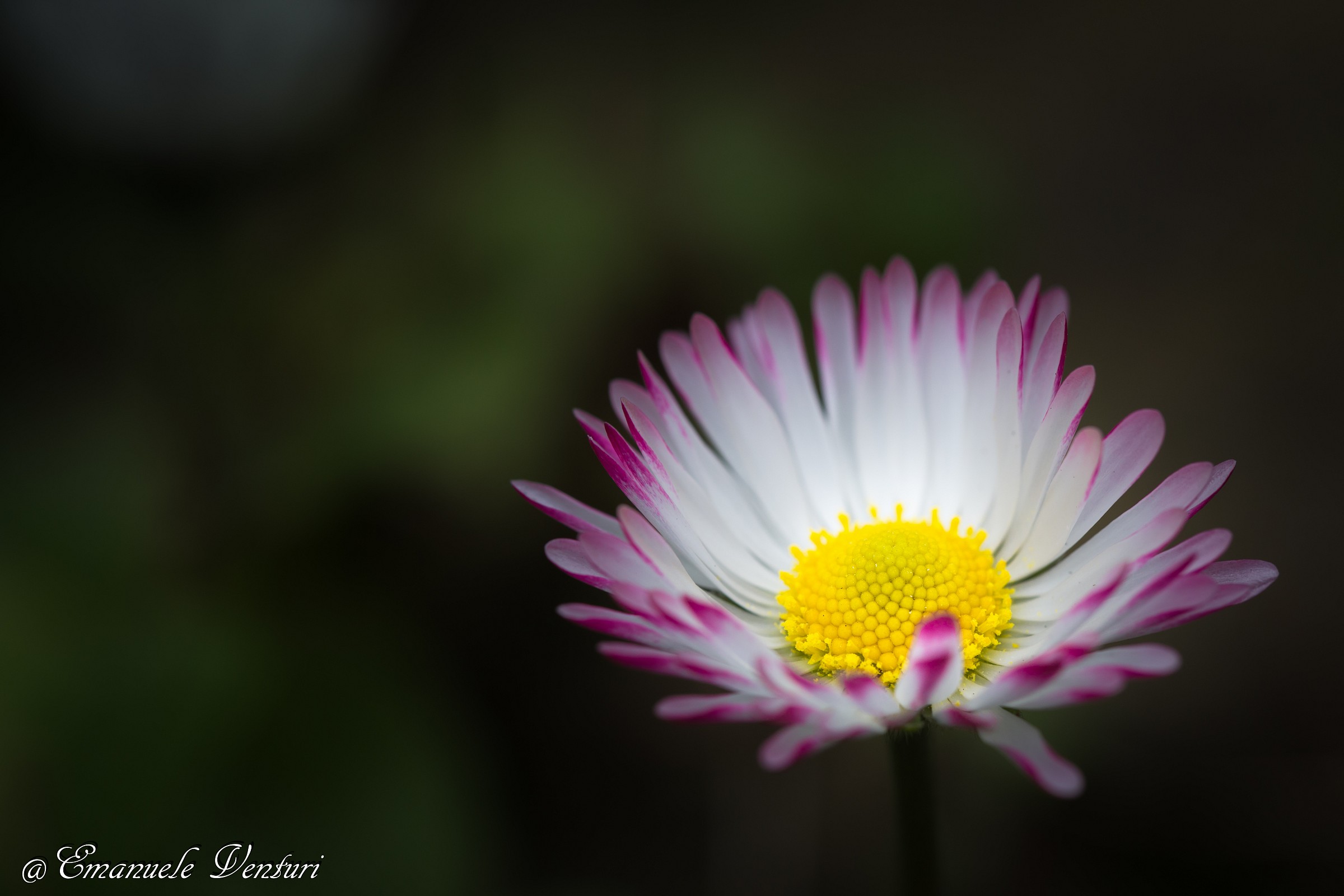 Beauty in the darkness