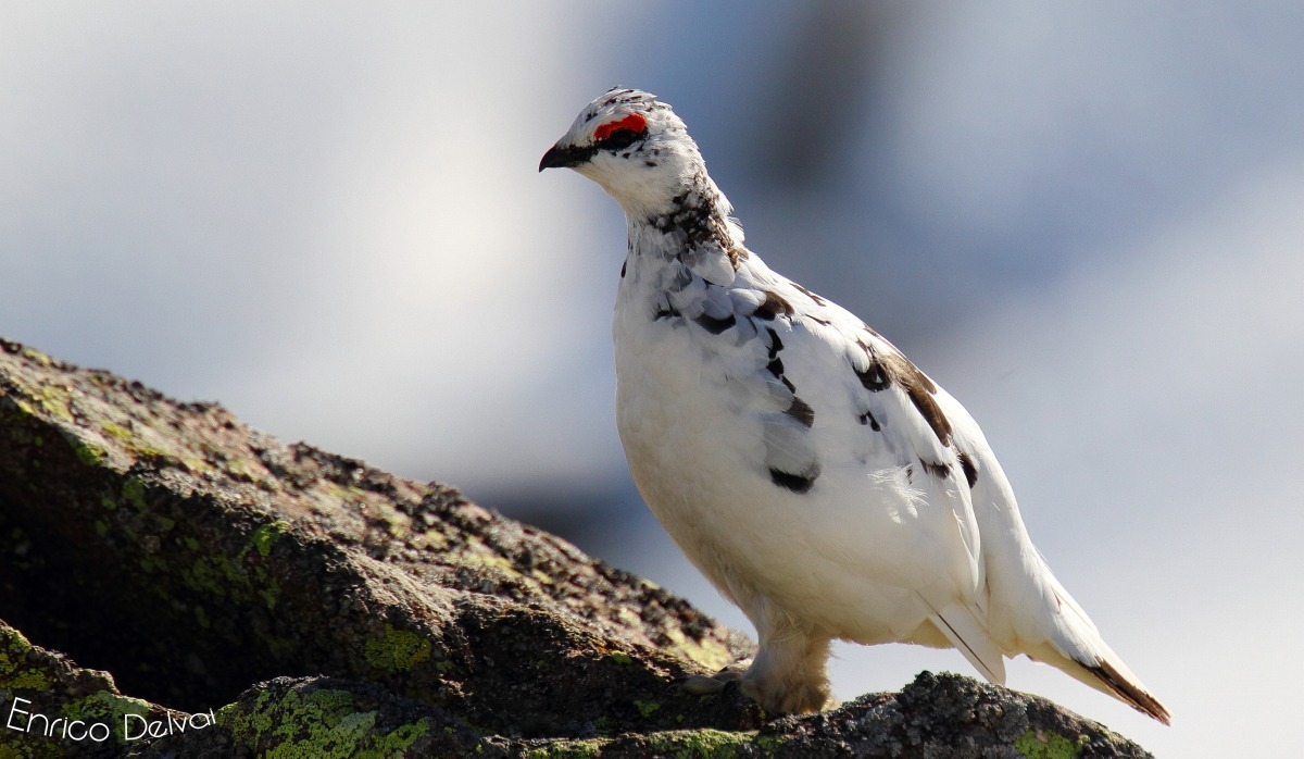 Pernice bianca maschio.