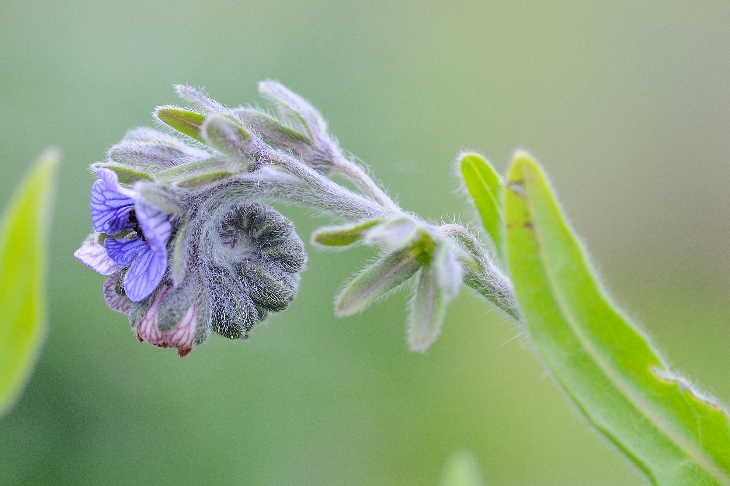 Cynoglossum creticum Mill.