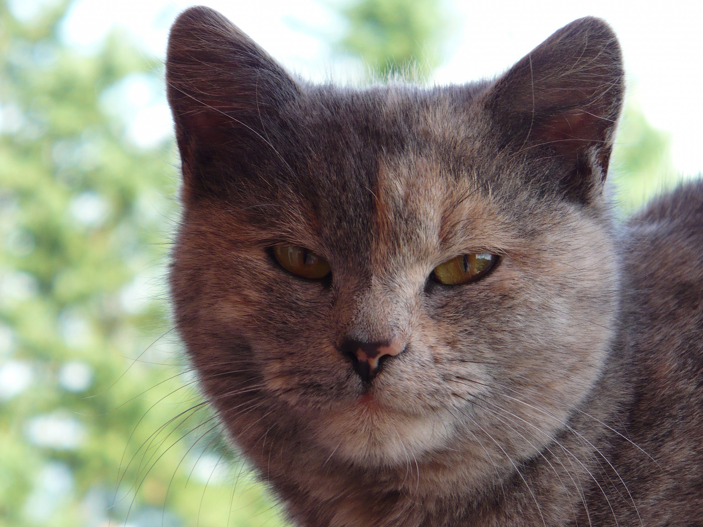 Gattone dai colori caldi