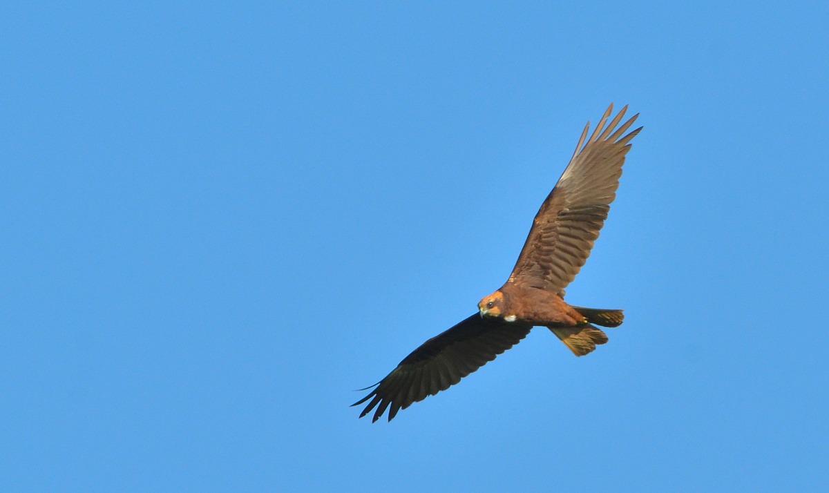 marsh harrier