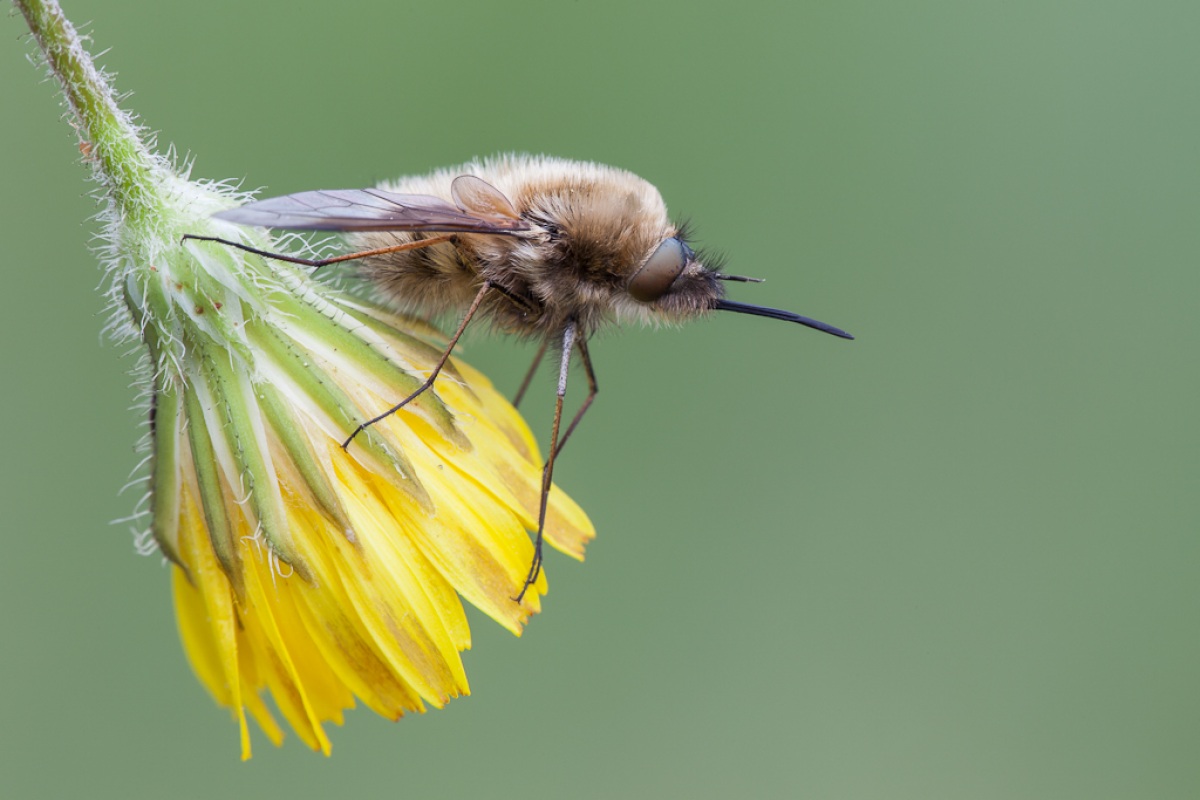 Bombylius major