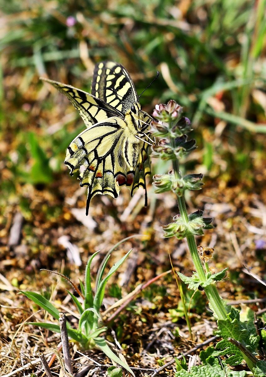 Machaon
