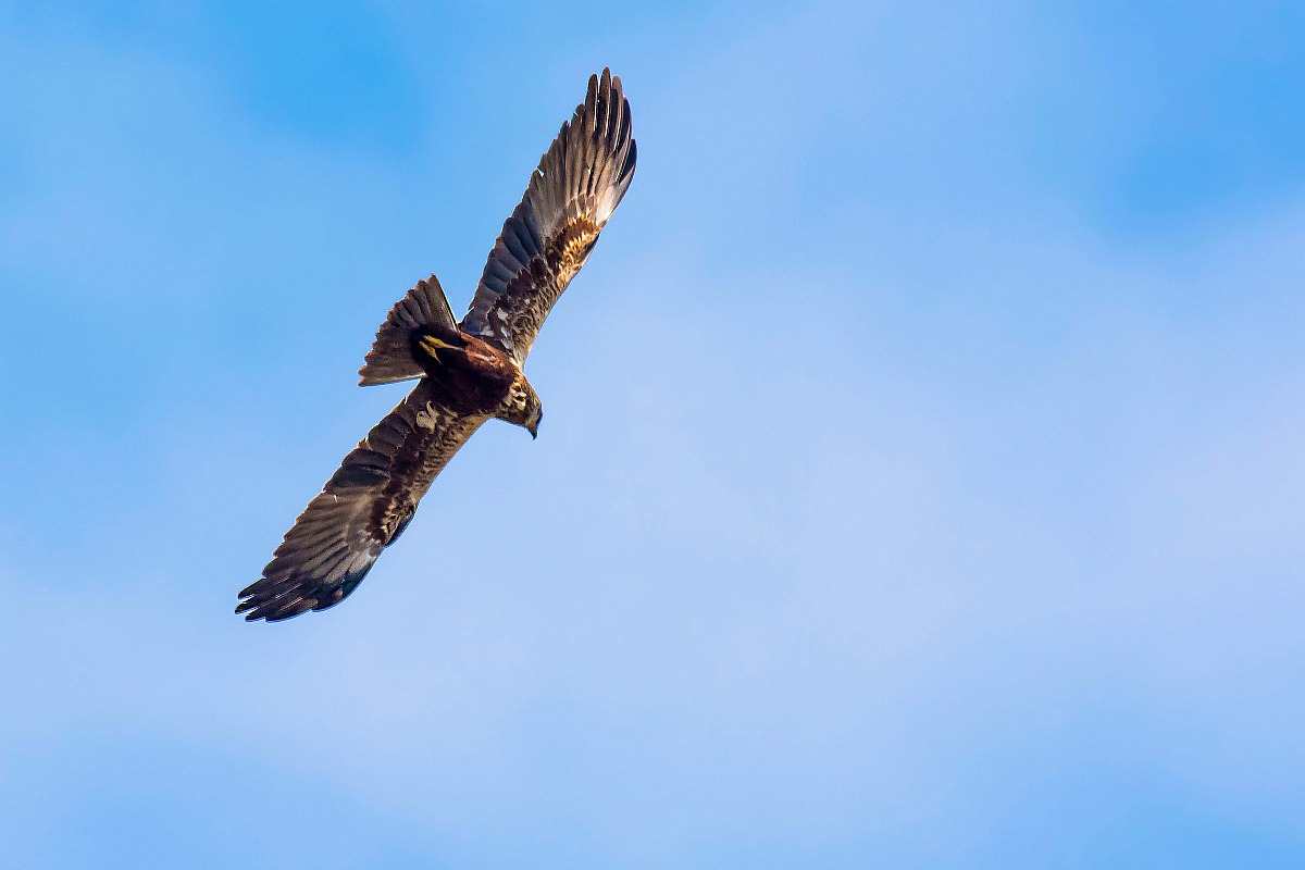 Marsh Harrier