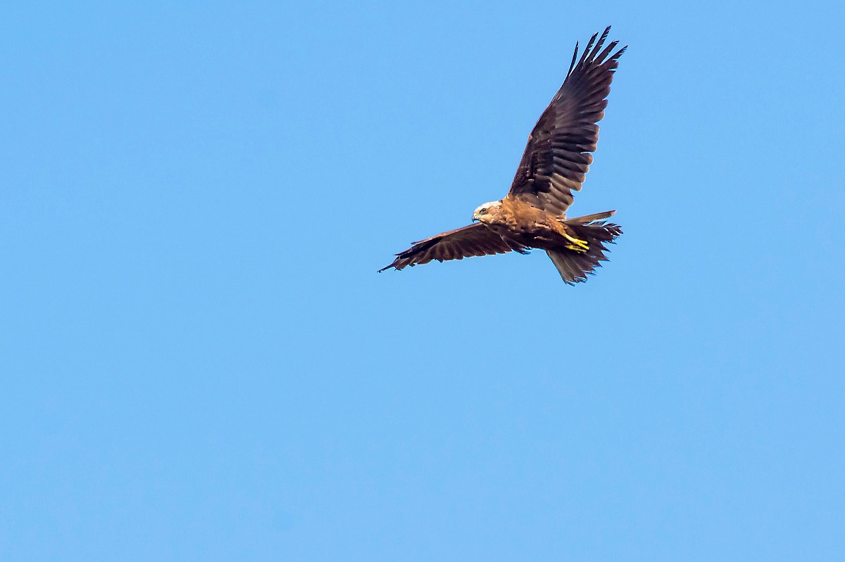 Marsh Harrier
