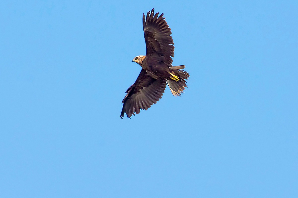 Marsh Harrier