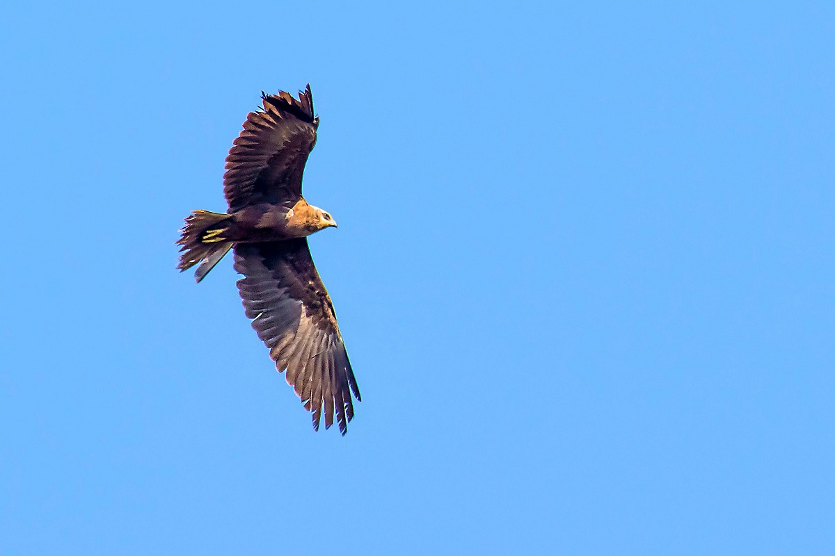 Marsh Harrier
