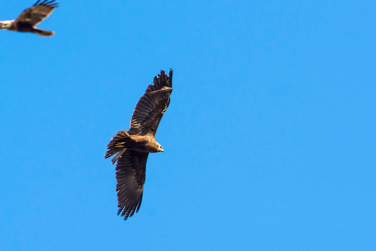 Marsh Harrier