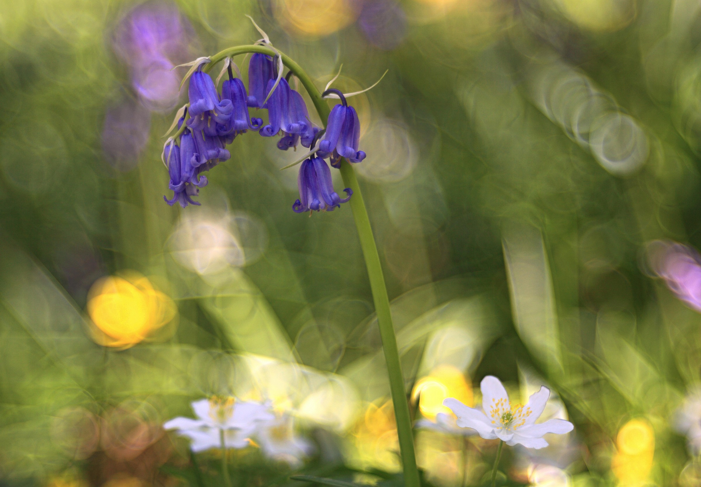 Campana blu e Anemone