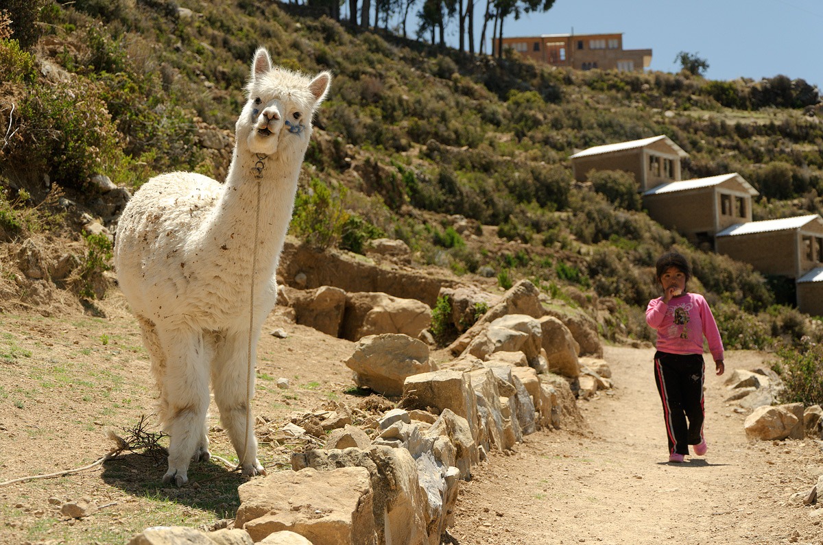 Lake Titicaca - Isla del Sol - Nia with Alpaca