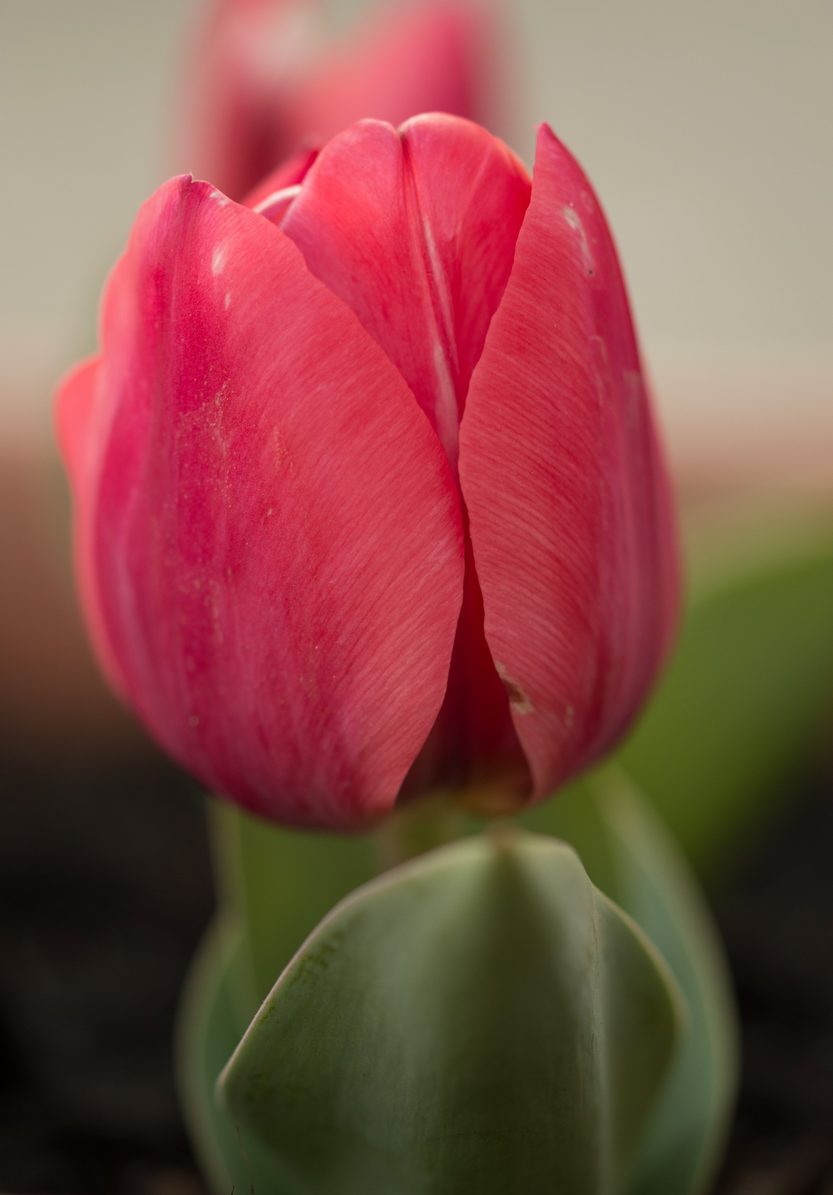 The tulip evening