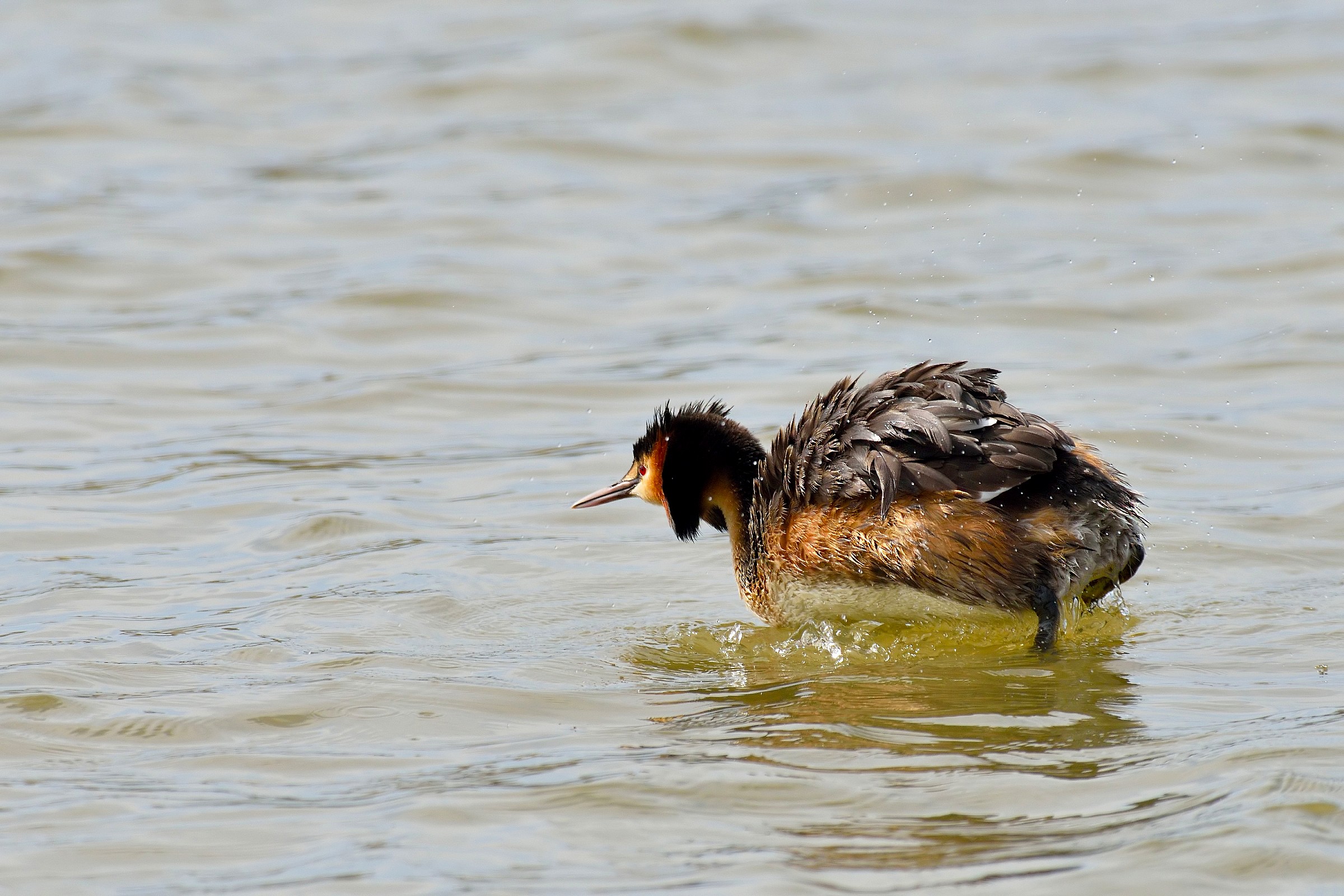 The sgrullatina grebe