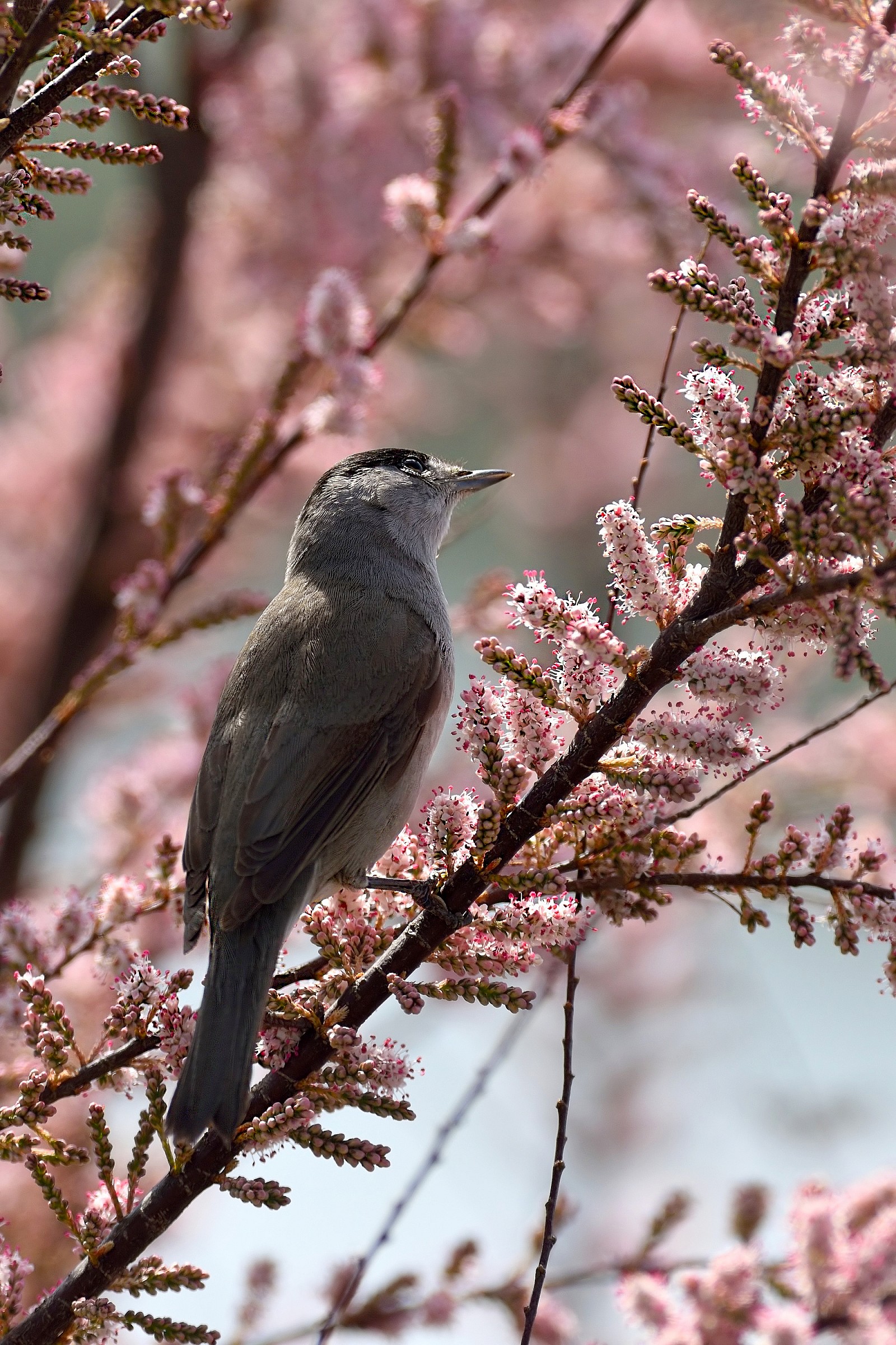 Blackcap m.