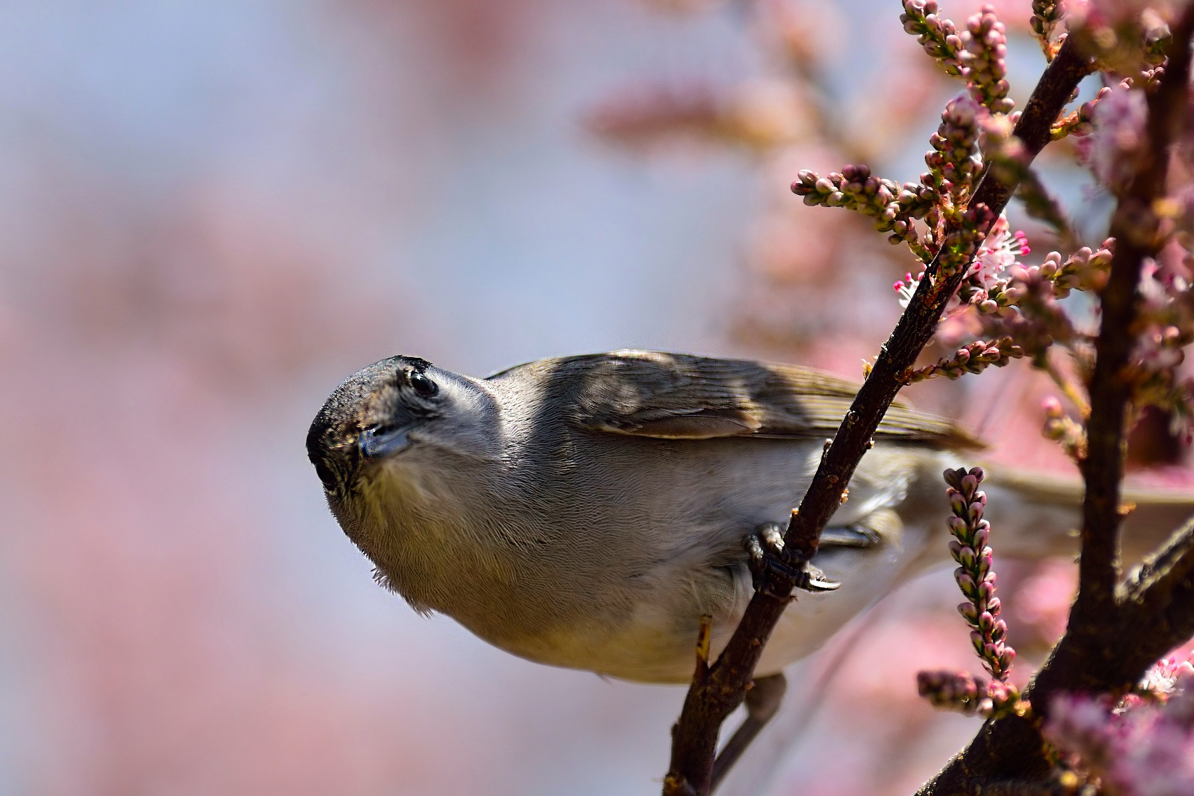 Blackcap spring