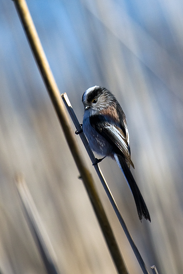 Long-tailed Tit