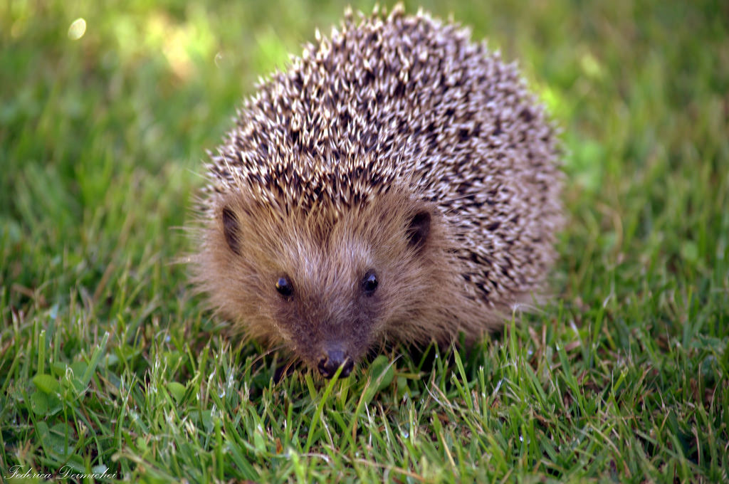 Hedgehog